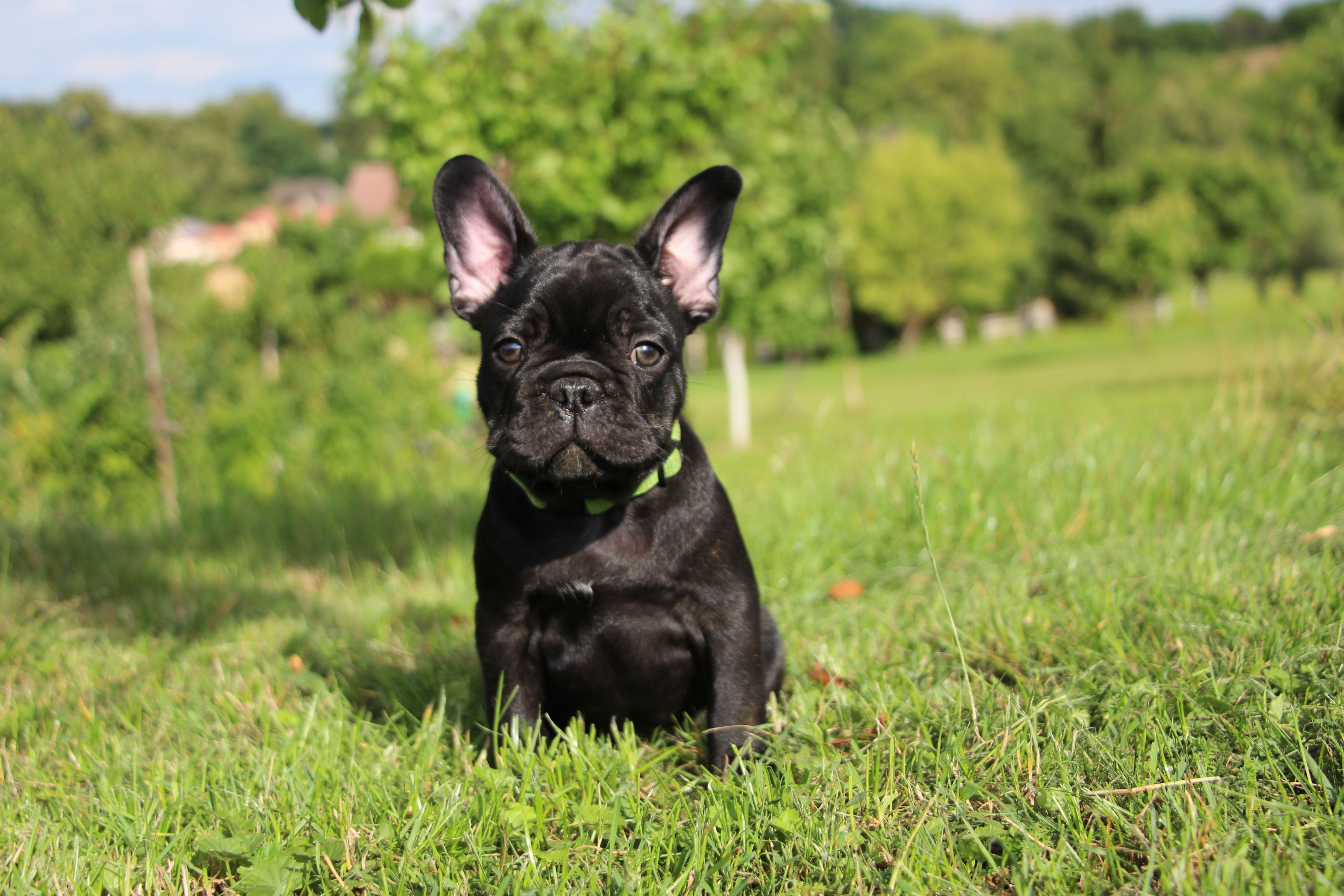 <svg class='green'></svg> <b>Mr.Sirius Black</b> <svg class='green'></svg>